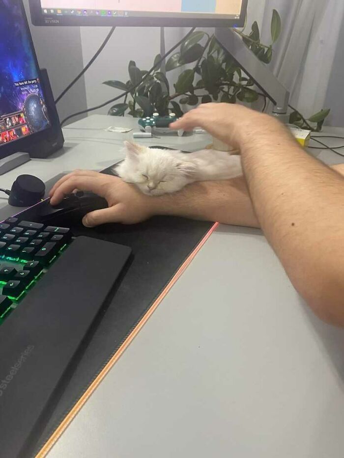 I'm On A Humble Quest To Collect Cat Pics From My Friends