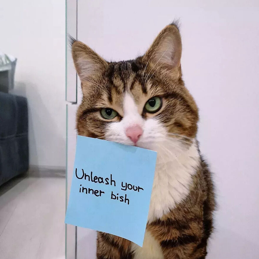 Feline Meowtivational Speaker: Best Affurmations And Pawsitive Messages You Might Need For Your Day