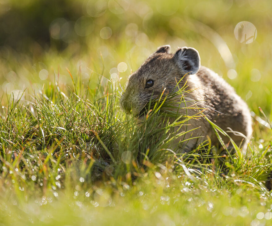 Springtime Is Fresh Grass Time!