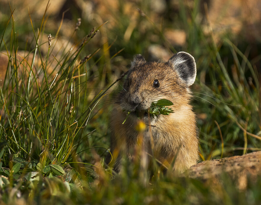 A Cute Little Mouthful