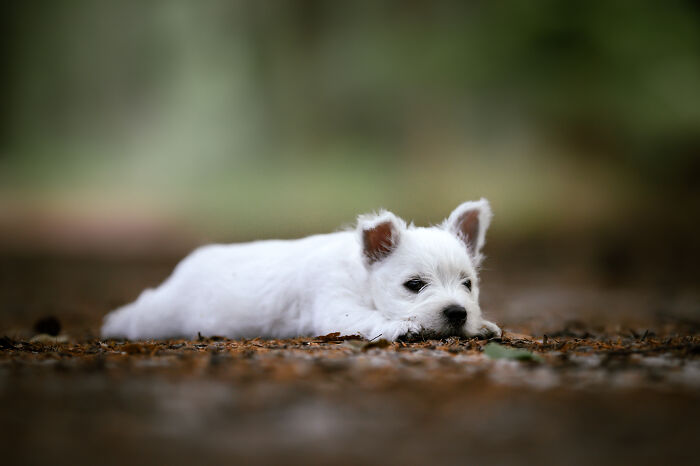 My Most Favorite Pics Since I Started Dog Photography ( 35 Pics )