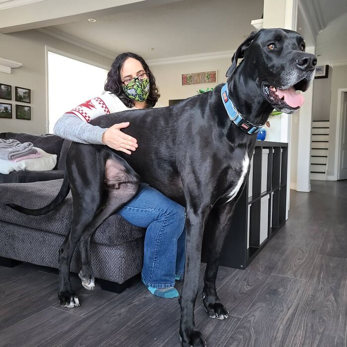 "Because Of Corbin's Size, Some People Find Him Scary": 150-Lb Great Dane Breaks Misconceptions By Being The Best Foster Dad To Kittens "Because Of Corbin's Size, Some People Find Him Scary": 150-Lb Great Dane Breaks Misconceptions By Being The Best Foster Dad To Kittens