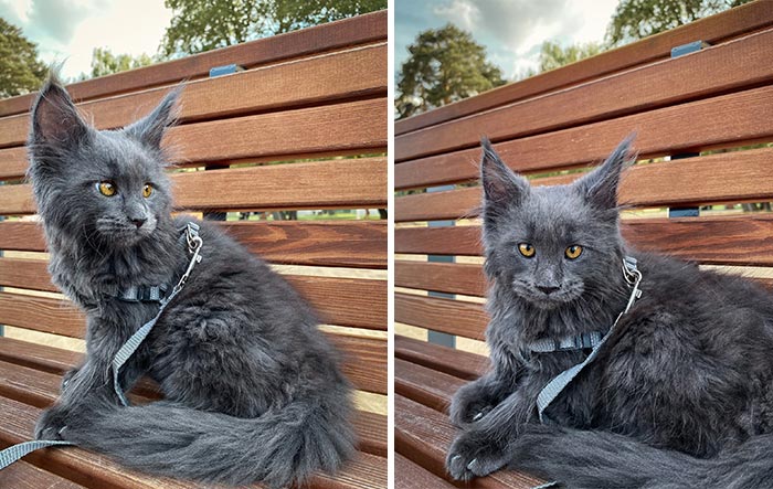 Este es Vincent, un gato Maine Coon que parece una pantera y actúa como un perro