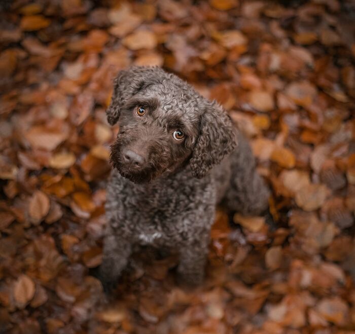 My Most Favorite Pics Since I Started Dog Photography ( 35 Pics )