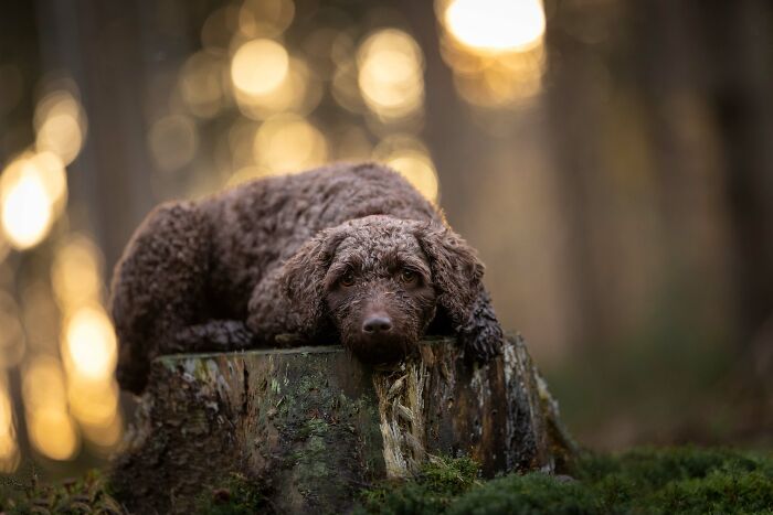 My Most Favorite Pics Since I Started Dog Photography ( 35 Pics )