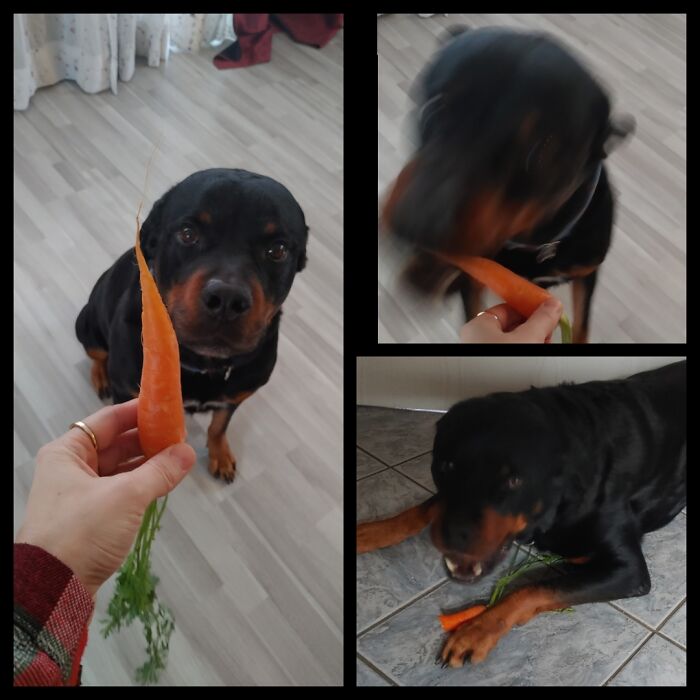 Hector Likes Everything