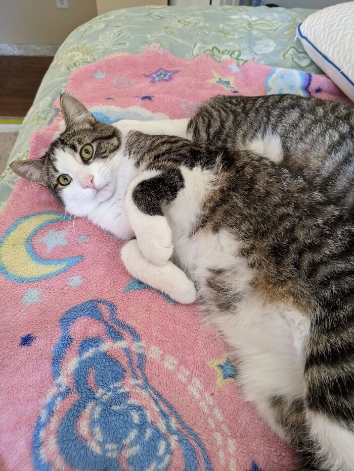 Beans Has A Spot On His Belly Called His Belly Bean