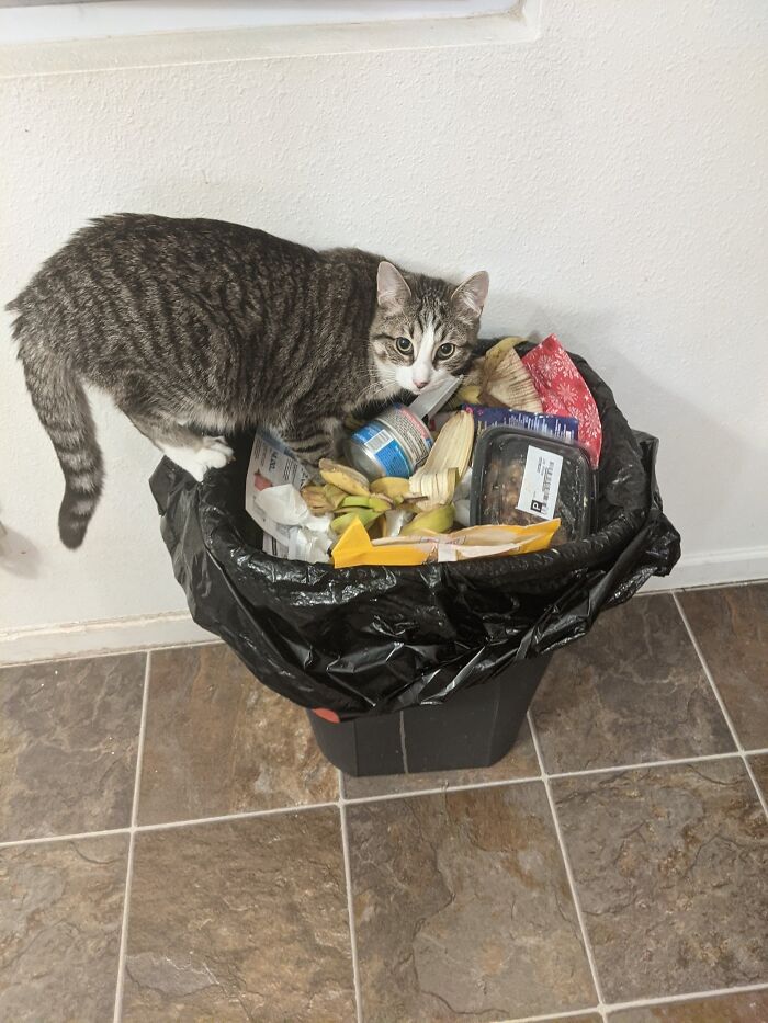 Are Raccoons Allowed?