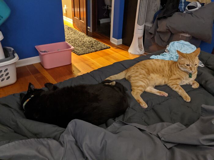 Eggs Was Not Amused With The Situation. Pancakes On The Other Hand Was Too Busy Sleeping.