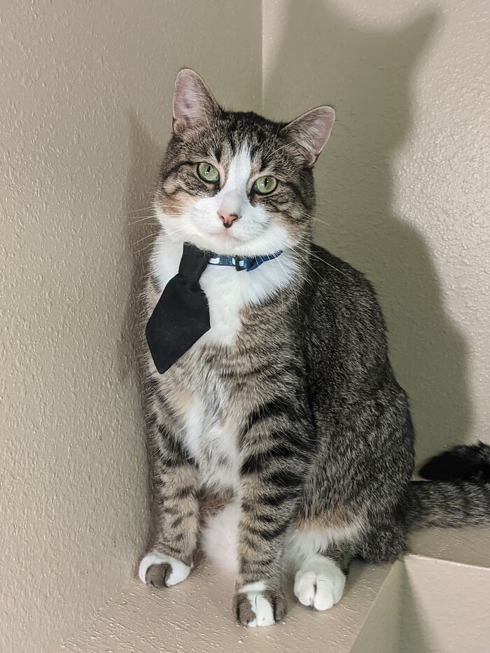 Freckles Needs A Date For The School Dance