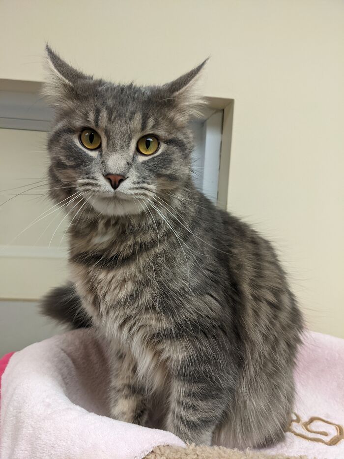 This Is Muppet, My Best Boy, Just Adopted Him 2 Days Ago ^-^