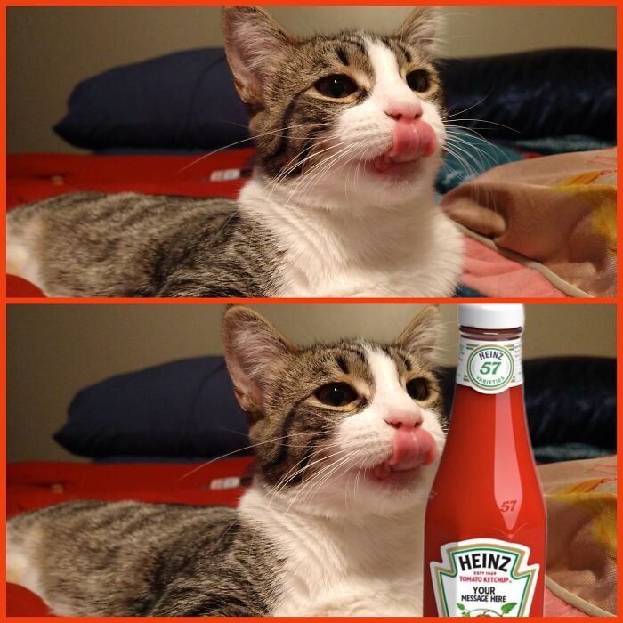 My Wife Unexpectedly Caught Our Cat At The Right Moment. I Had Fun With A Photo Editor.😋