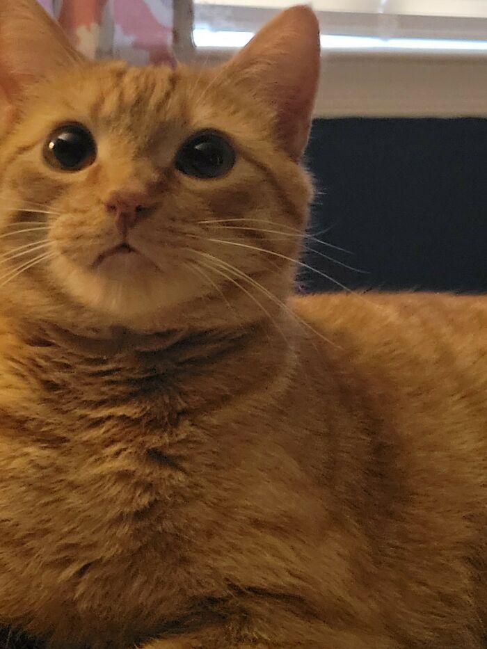 Theo The Orange Tabby