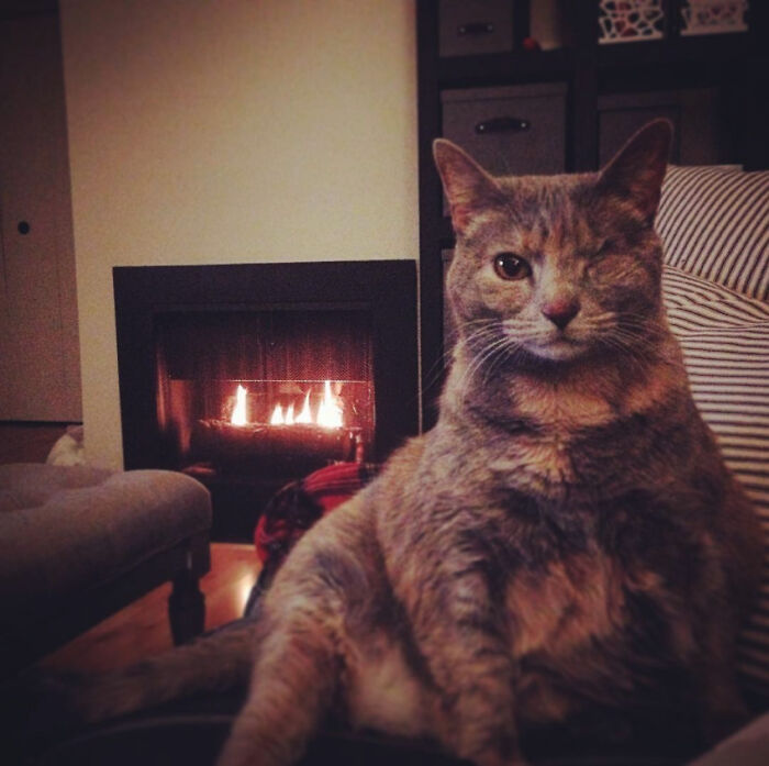 My One-Eyed Cat Wink. Oh Sorry, "Lady Winkerton". I Was Just Corrected.