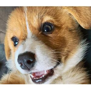 pinkcorgi13 avatar