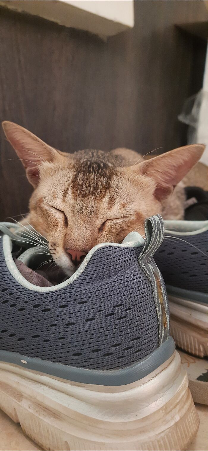 One Wouldn't Think That Gym Shoes Would Be So Comfortable