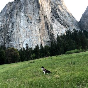 rainbowkittenexpress avatar