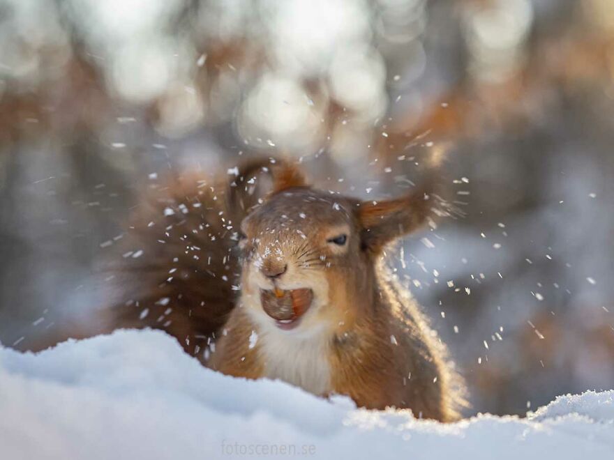 Shake, Rattle And Roll