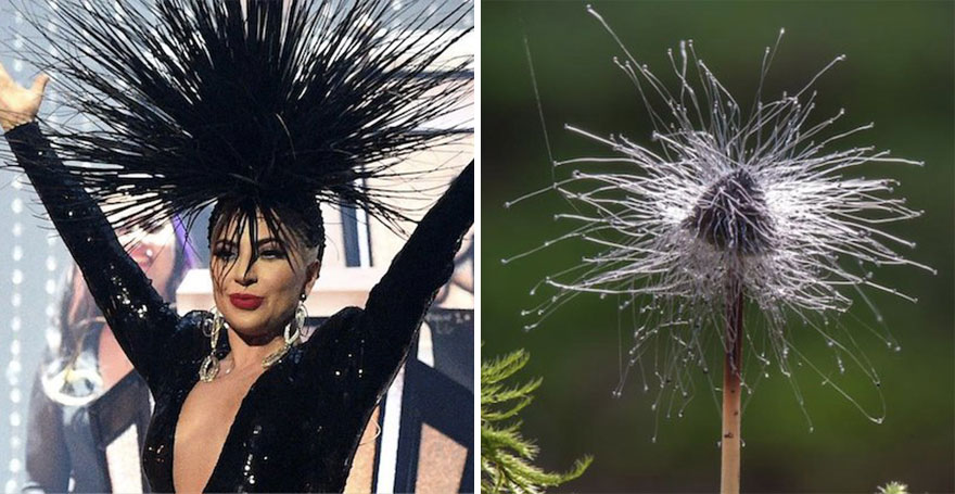 Someone Is Comparing Lady Gaga To Mushrooms And The Result Is A Lot Of Fun (21 Pics)