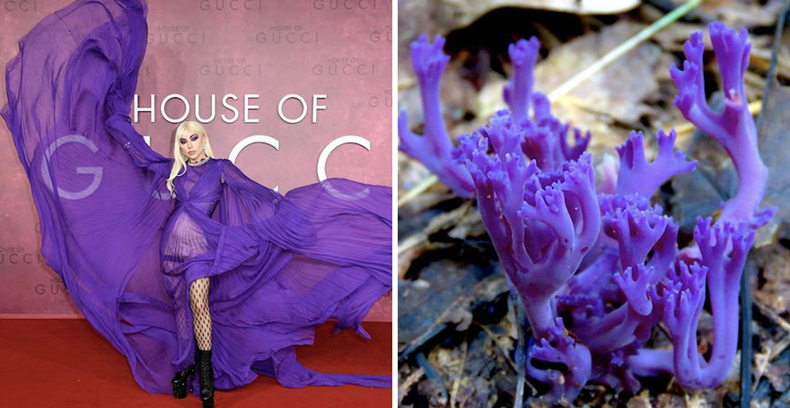 Someone Is Comparing Lady Gaga To Mushrooms And The Result Is A Lot Of Fun (21 Pics)