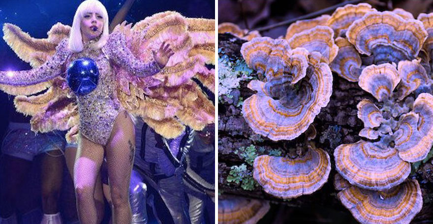 Someone Is Comparing Lady Gaga To Mushrooms And The Result Is A Lot Of Fun (21 Pics)
