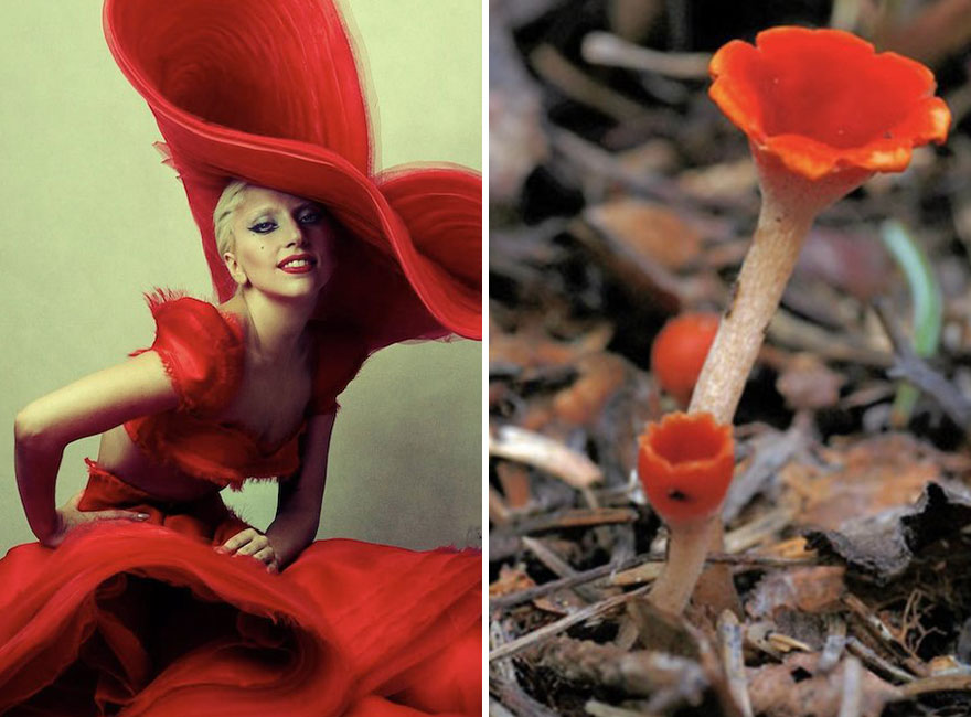 Someone Is Comparing Lady Gaga To Mushrooms And The Result Is A Lot Of Fun (21 Pics)
