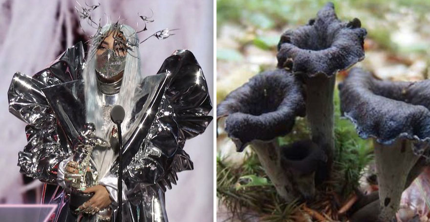 Someone Is Comparing Lady Gaga To Mushrooms And The Result Is A Lot Of Fun (21 Pics)