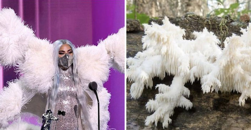 Someone Is Comparing Lady Gaga To Mushrooms And The Result Is A Lot Of Fun (21 Pics)