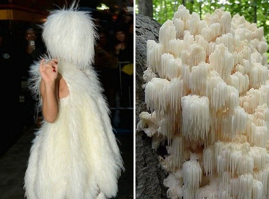 Someone Is Comparing Lady Gaga To Mushrooms And The Result Is A Lot Of Fun (21 Pics)