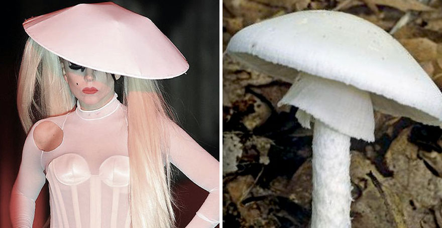 Someone Is Comparing Lady Gaga To Mushrooms And The Result Is A Lot Of Fun (21 Pics)