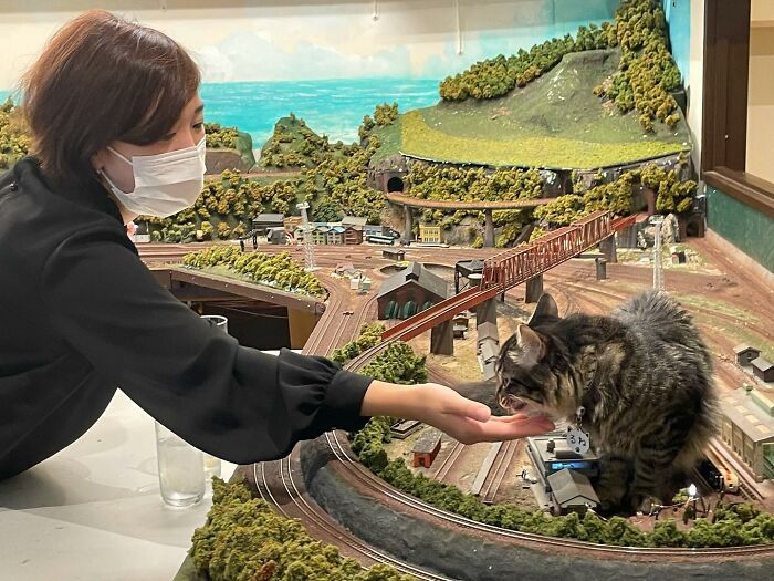 Stray Cats Saved A Diorama Restaurant During The Pandemic By Simply Lounging On The Miniature Models