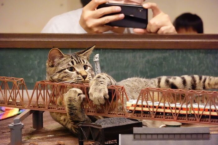 Stray Cats Saved A Diorama Restaurant During The Pandemic By Simply Lounging On The Miniature Models