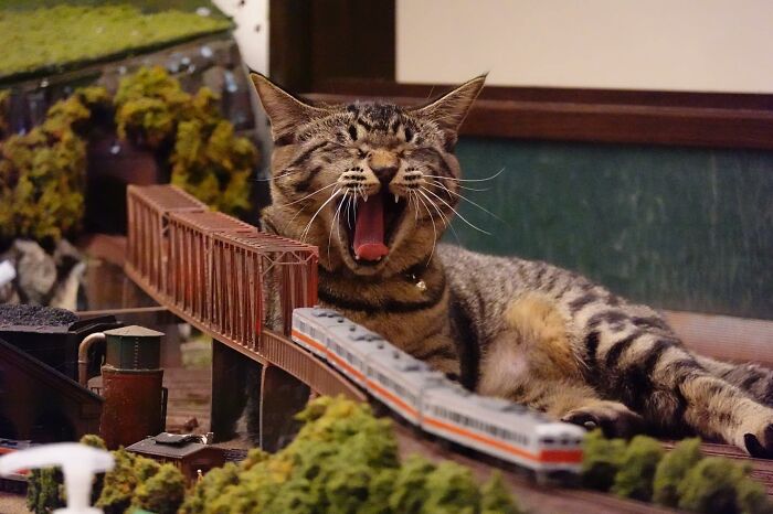 Stray Cats Saved A Diorama Restaurant During The Pandemic By Simply Lounging On The Miniature Models