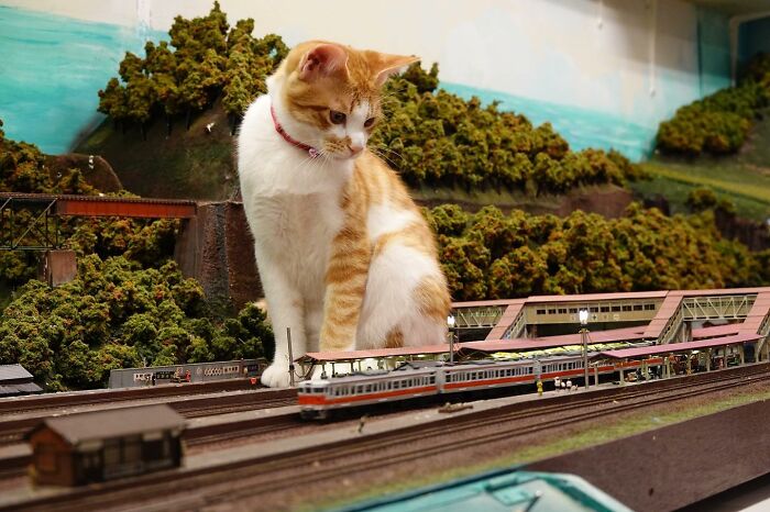 Stray Cats Saved A Diorama Restaurant During The Pandemic By Simply Lounging On The Miniature Models