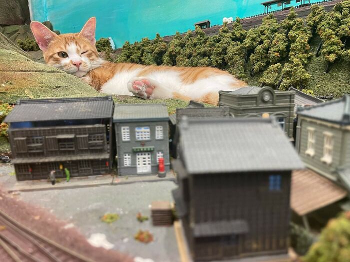 Stray Cats Saved A Diorama Restaurant During The Pandemic By Simply Lounging On The Miniature Models