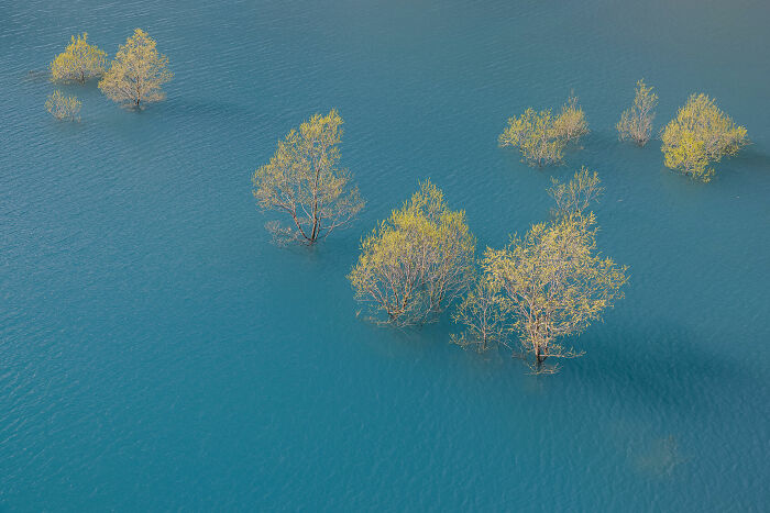 Small green trees partially submerged in calm blue water, a powerful image from Budapest International Photo Awards winners.