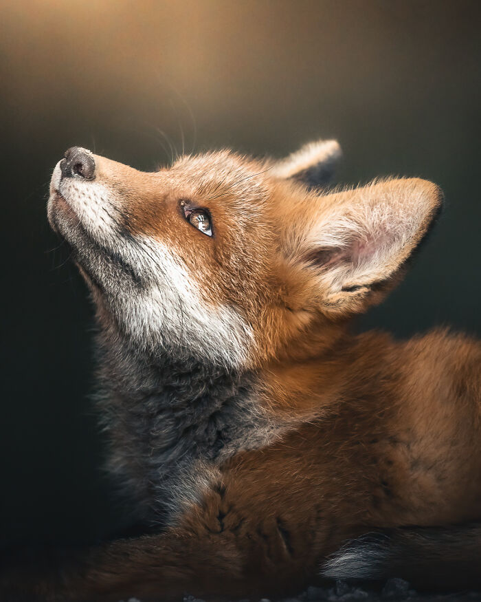 I Tried To Make My Way To Get To Red Foxes And I Finally Earned Their Trust To Photograph Them Up Close (30 Pics)