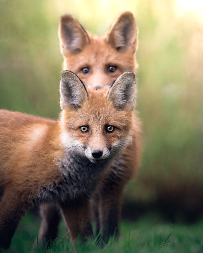 I Tried To Make My Way To Get To Red Foxes And I Finally Earned Their Trust To Photograph Them Up Close (30 Pics)