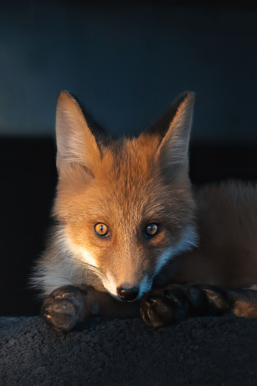 After 3 Years Of Tracking And Studying Red Foxes, I Have Finally Earned Their Trust To Photograph Them Up Close (26 Pics)