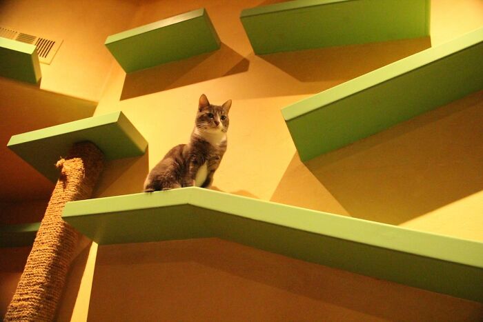 This Man Designed A Purrfect House For His 20-Plus Rescue Cats