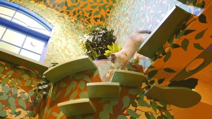 This Man Designed A Purrfect House For His 20-Plus Rescue Cats