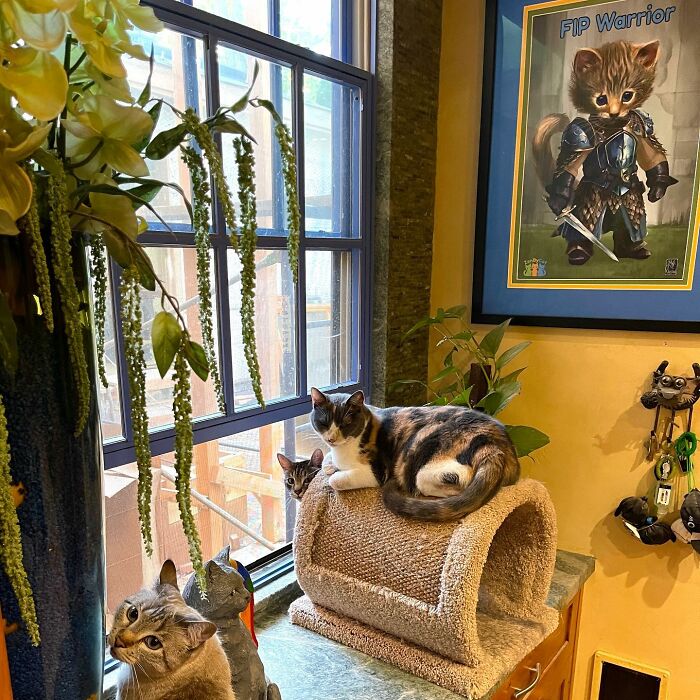 This Man Designed A Purrfect House For His 20-Plus Rescue Cats
