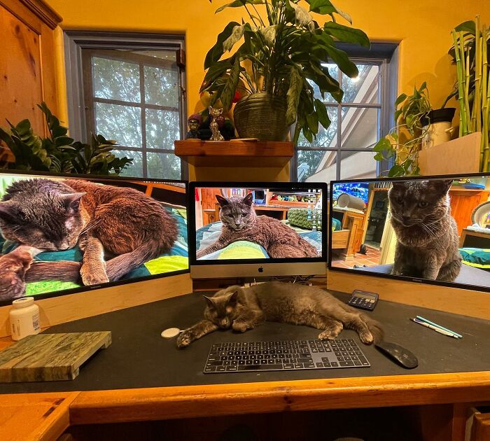 This Man Designed A Purrfect House For His 20-Plus Rescue Cats