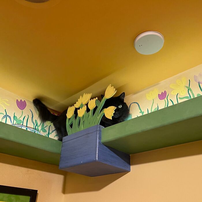 This Man Designed A Purrfect House For His 20-Plus Rescue Cats