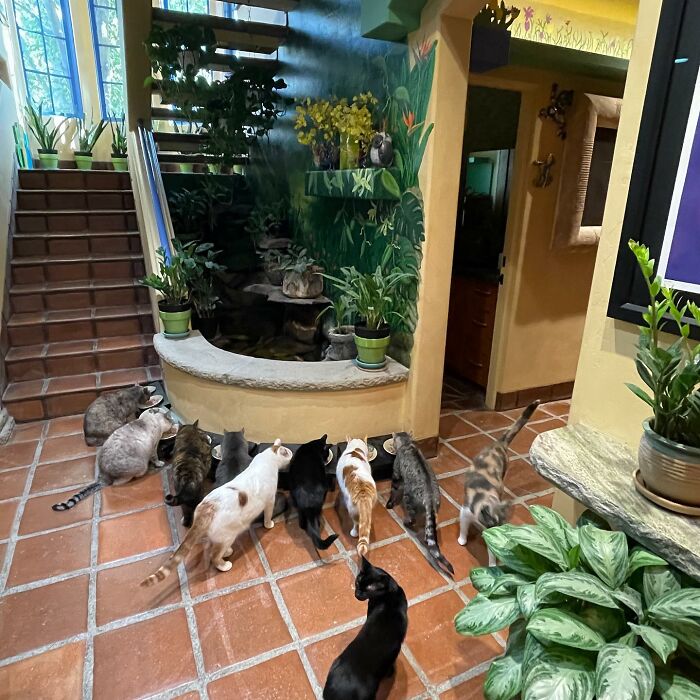 This Man Designed A Purrfect House For His 20-Plus Rescue Cats
