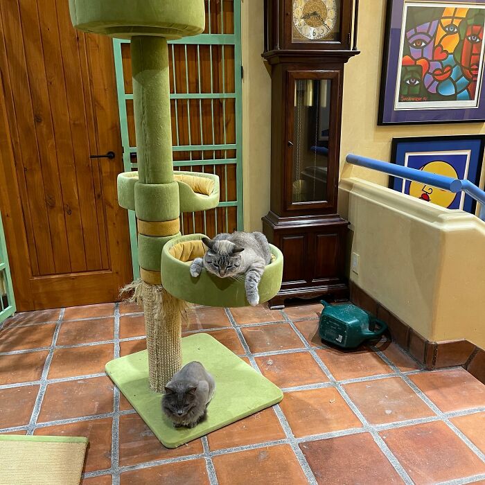 This Man Designed A Purrfect House For His 20-Plus Rescue Cats