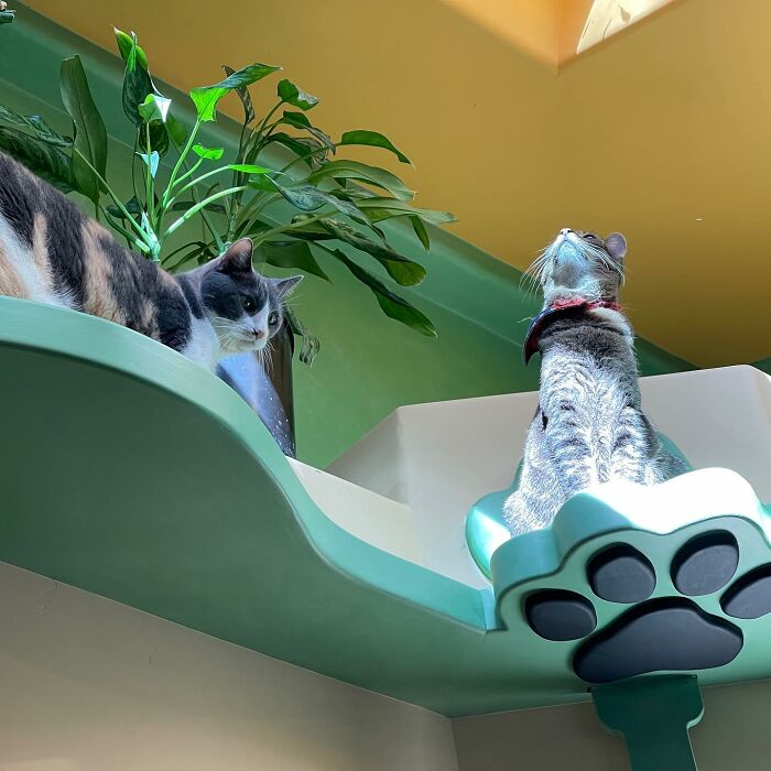 This Man Designed A Purrfect House For His 20-Plus Rescue Cats