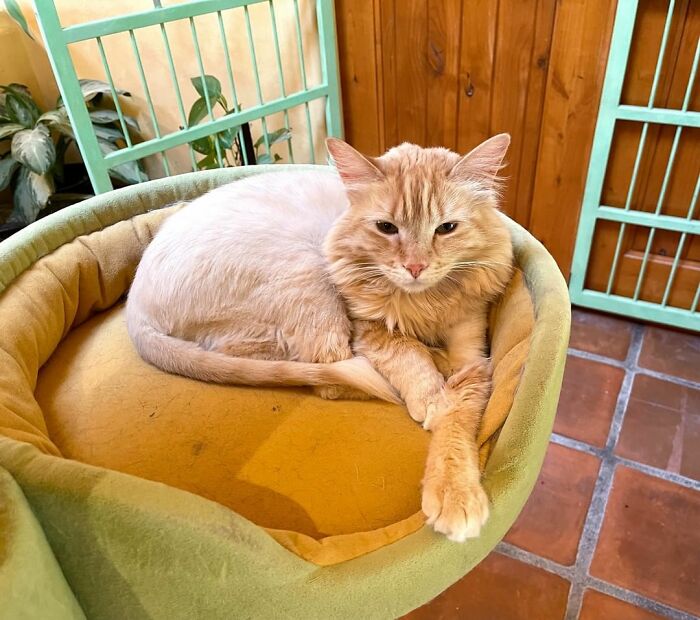 This Man Designed A Purrfect House For His 20-Plus Rescue Cats