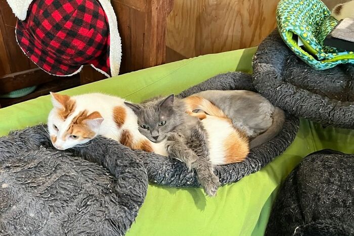 This Man Designed A Purrfect House For His 20-Plus Rescue Cats