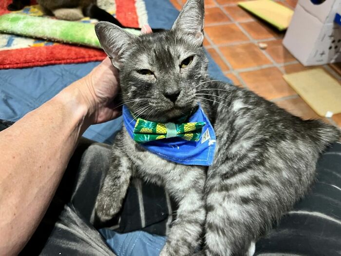 This Man Designed A Purrfect House For His 20-Plus Rescue Cats